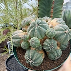 Euphorbia obesa 'Bonten'【ユーフォルビア・オベサ梵天】