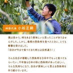 【2025年産】【11月発送】吊るし柿用西条柿 2L 40玉（7.5ｋｇ）吊るし紐付