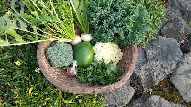 【農薬不使用】シャキシャキ青パパイヤどサラダ野菜セット