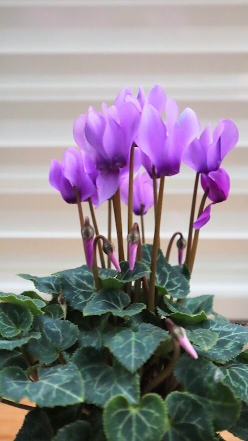 X＿BREAK シクラメン3点セット ドラゴン2種、フェアリーラブ