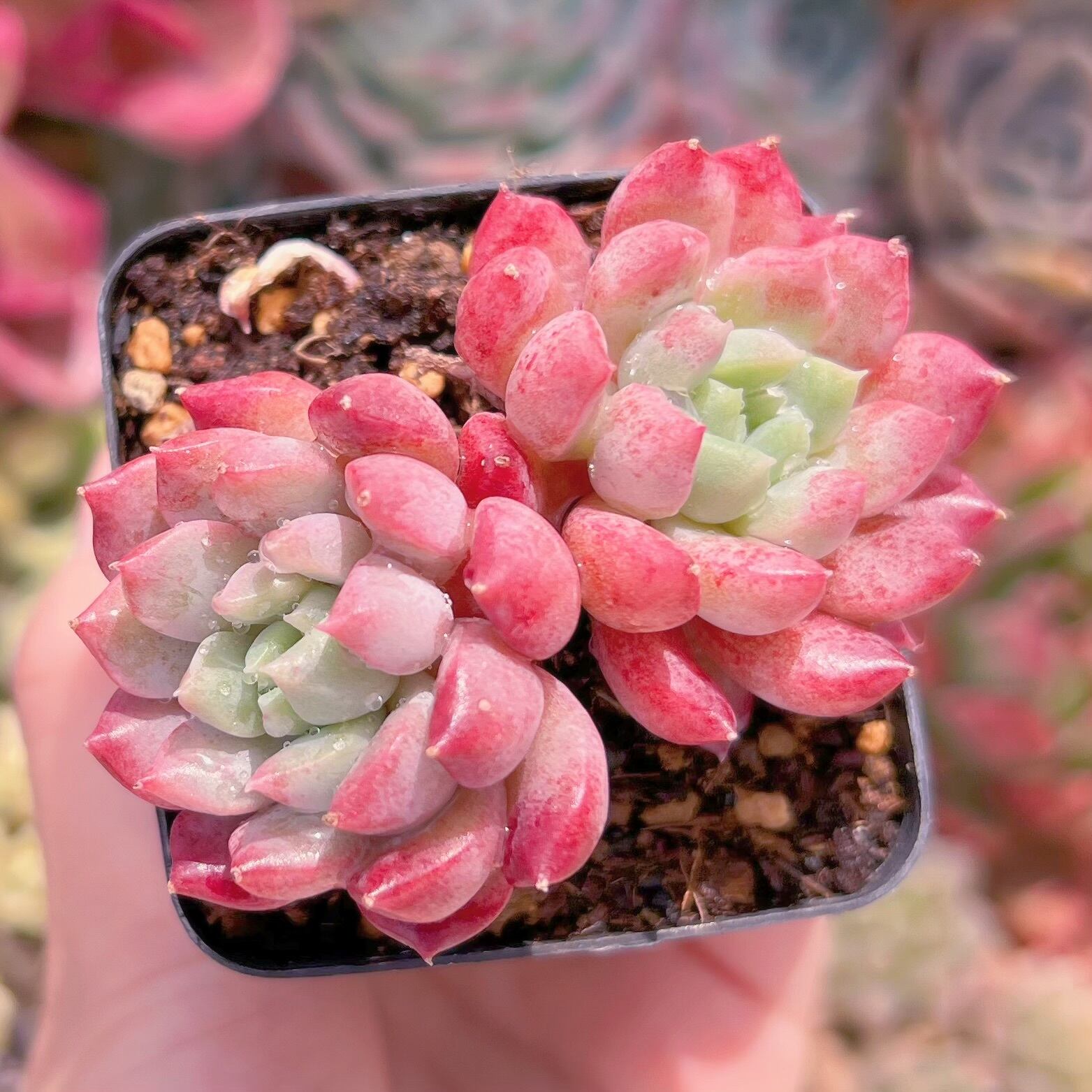 現品　ベビーチーク#644　るる農園