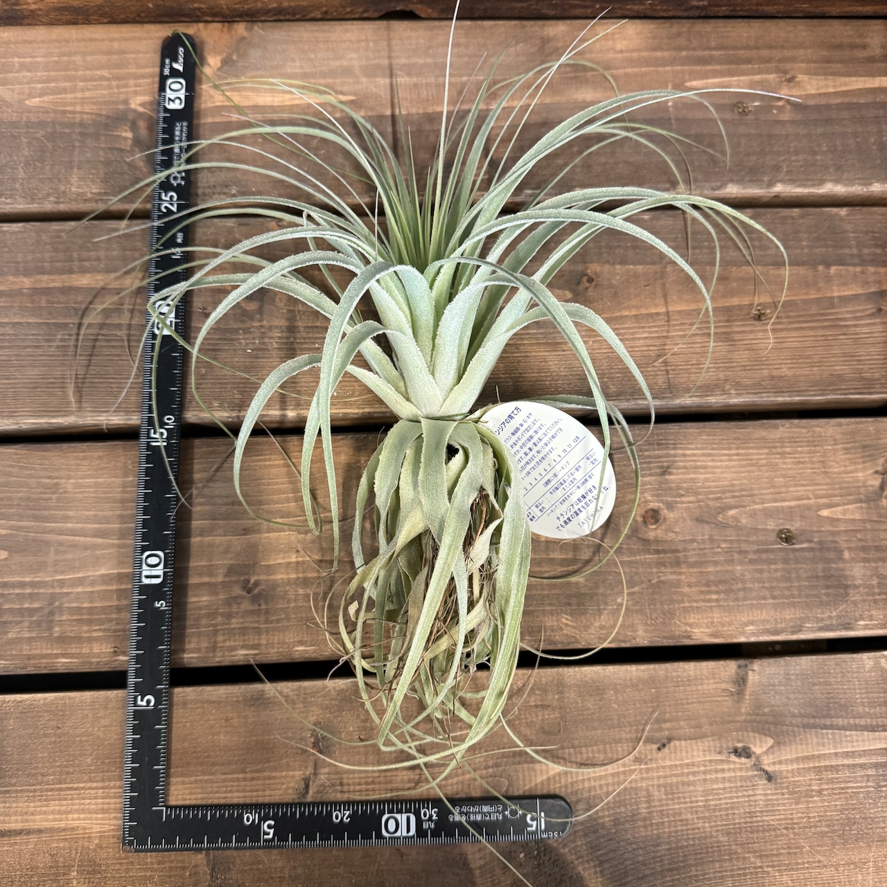 チランジア ガルドネリィ【194】