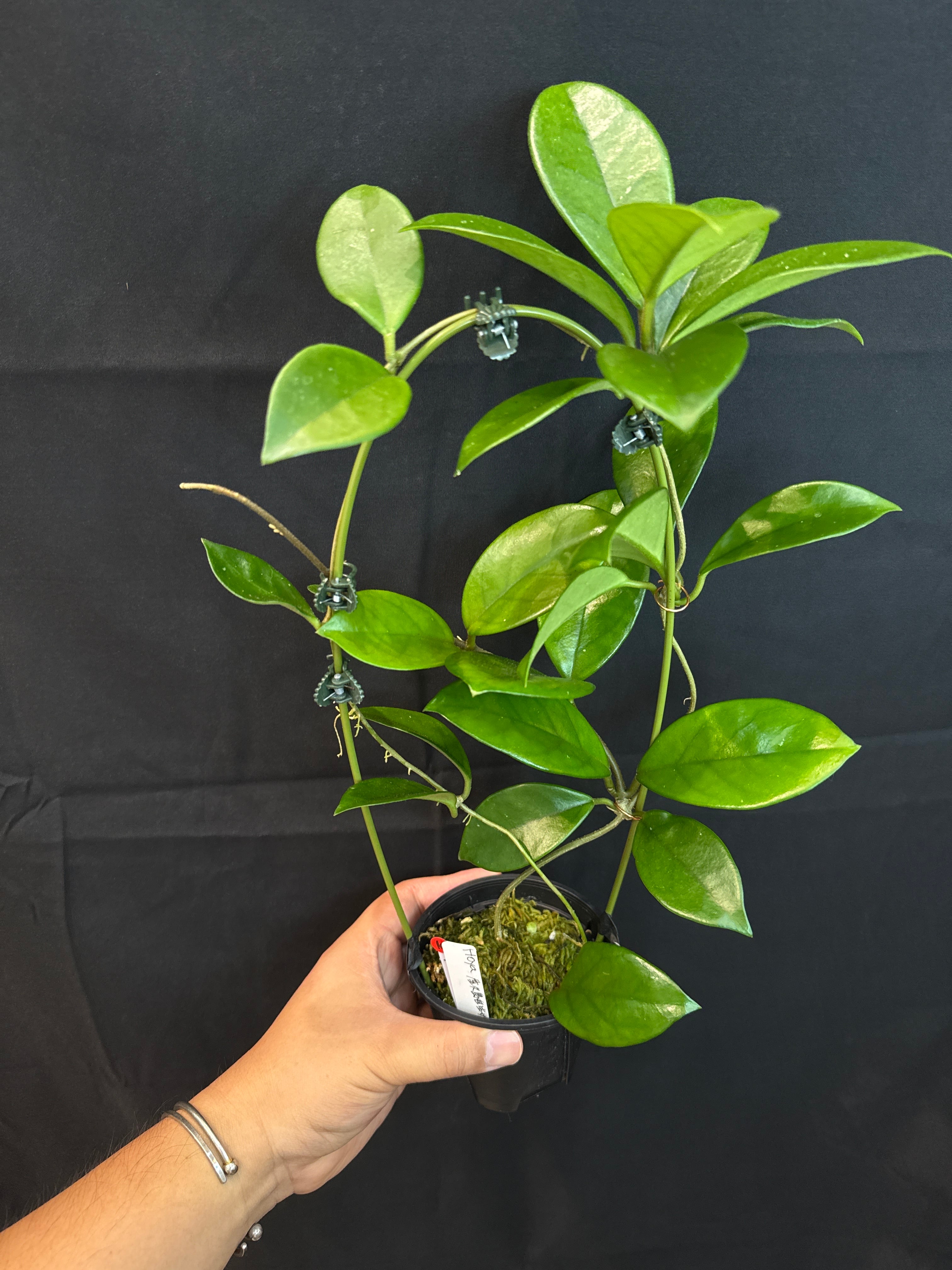 10. ホヤ 屋久島自生サクララン 実生株 | Gardenえん 【観葉熱帯植物】