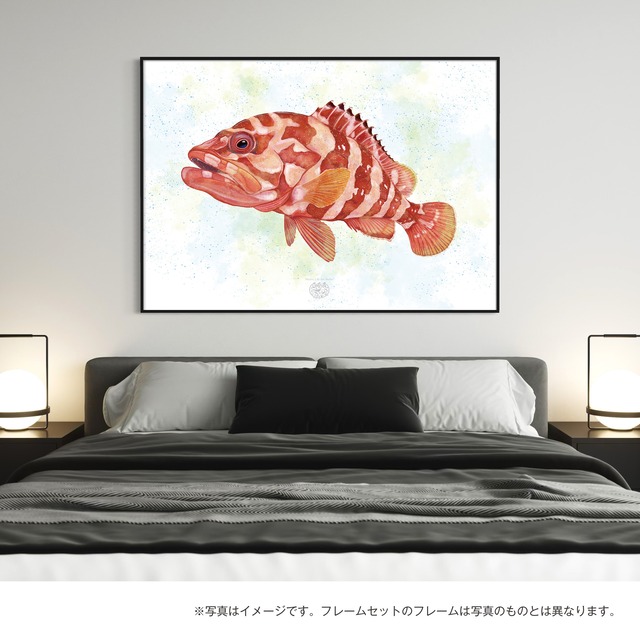 【海のいきものアートポスター／魚】アカハタ