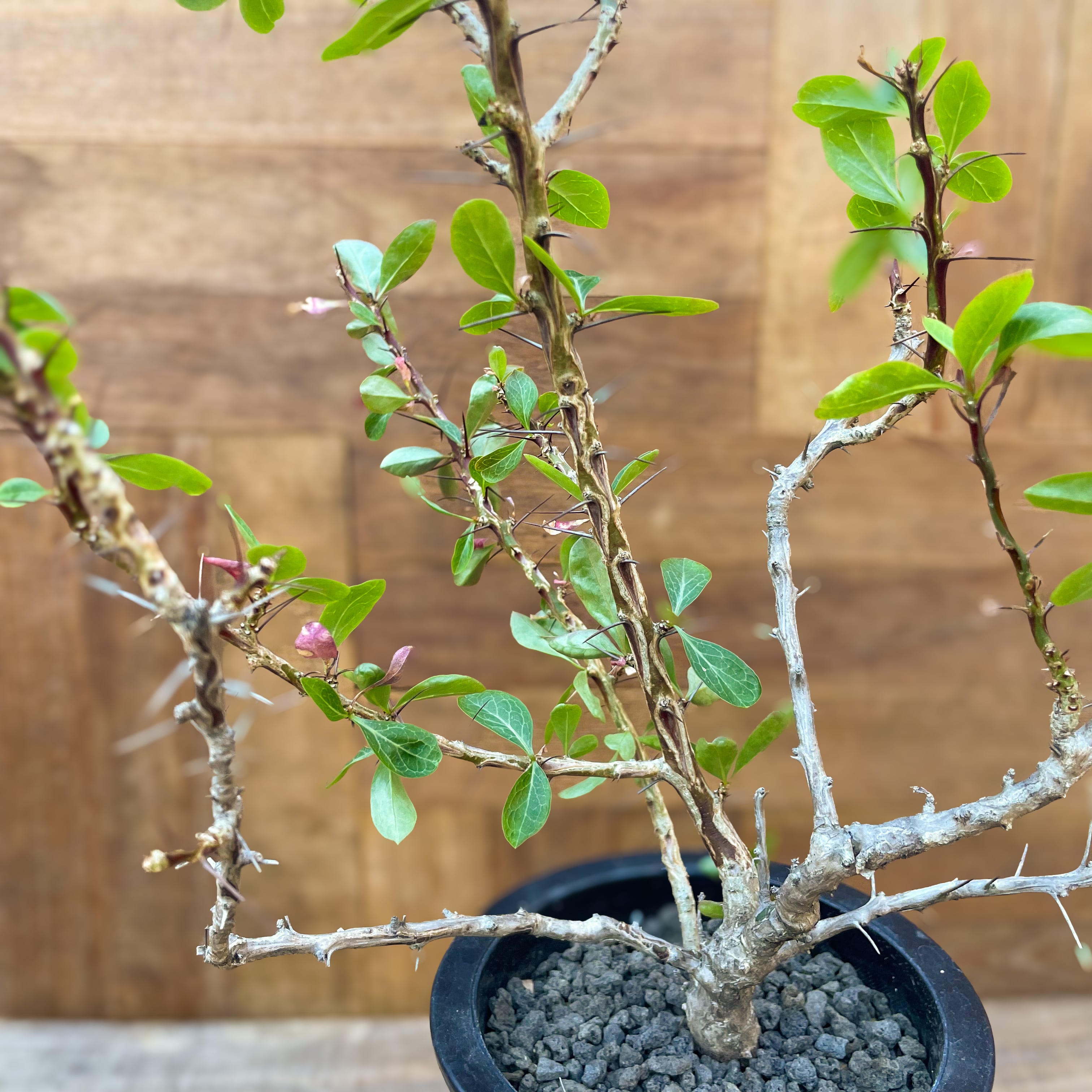 Fouquieria fasciculata【フォークイエリア・ファシクラータ 