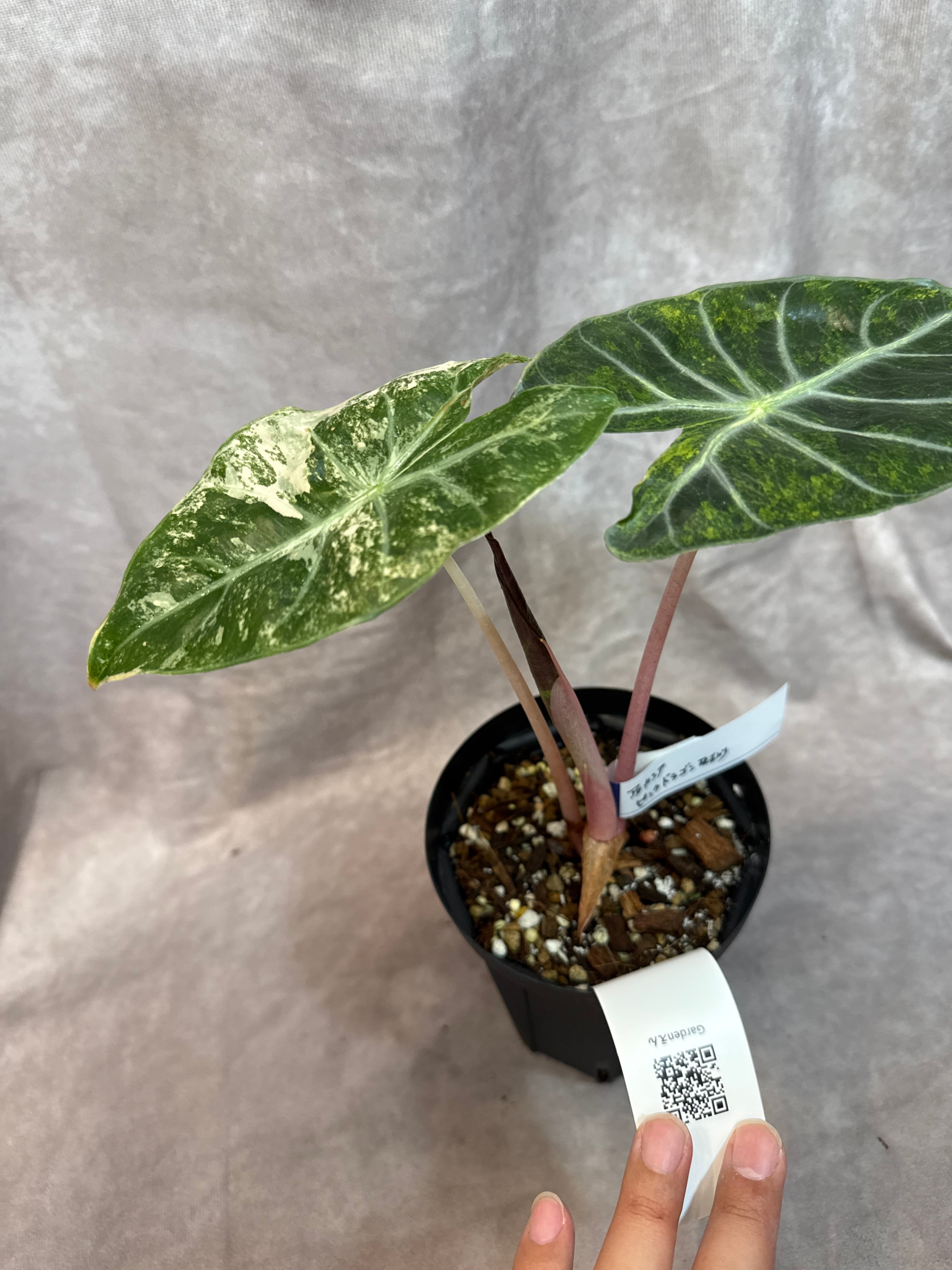 アロカシア ピンクドラゴン斑入り | Gardenえん 【観葉熱帯植物】
