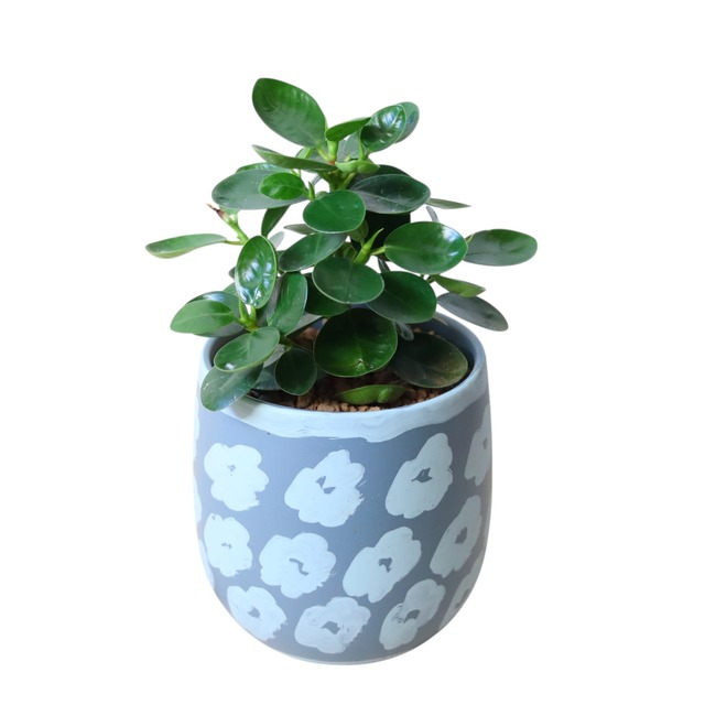 パンダガジュマル（25cm）