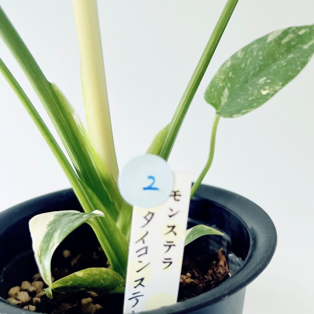 【数量限定】斑入りモンステラ タイコンステレーション No.2 観葉植物 calm cafe