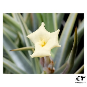 Tillandsia xiphioides var. lutea (Medium)