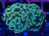 ParaAncora YellowOrange 5