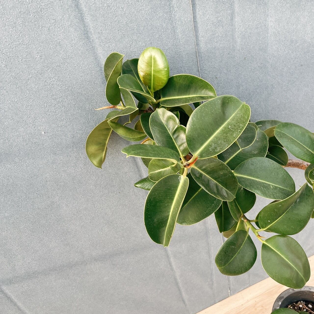 現品］F フィカス エラスティカ ソフィア 曲がり 8号 観葉植物 室内