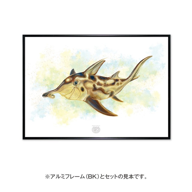 【海のいきものアートポスター／魚】ゾウギンザメ