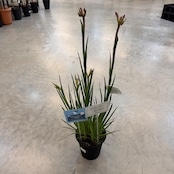 カンガルーポー【244】