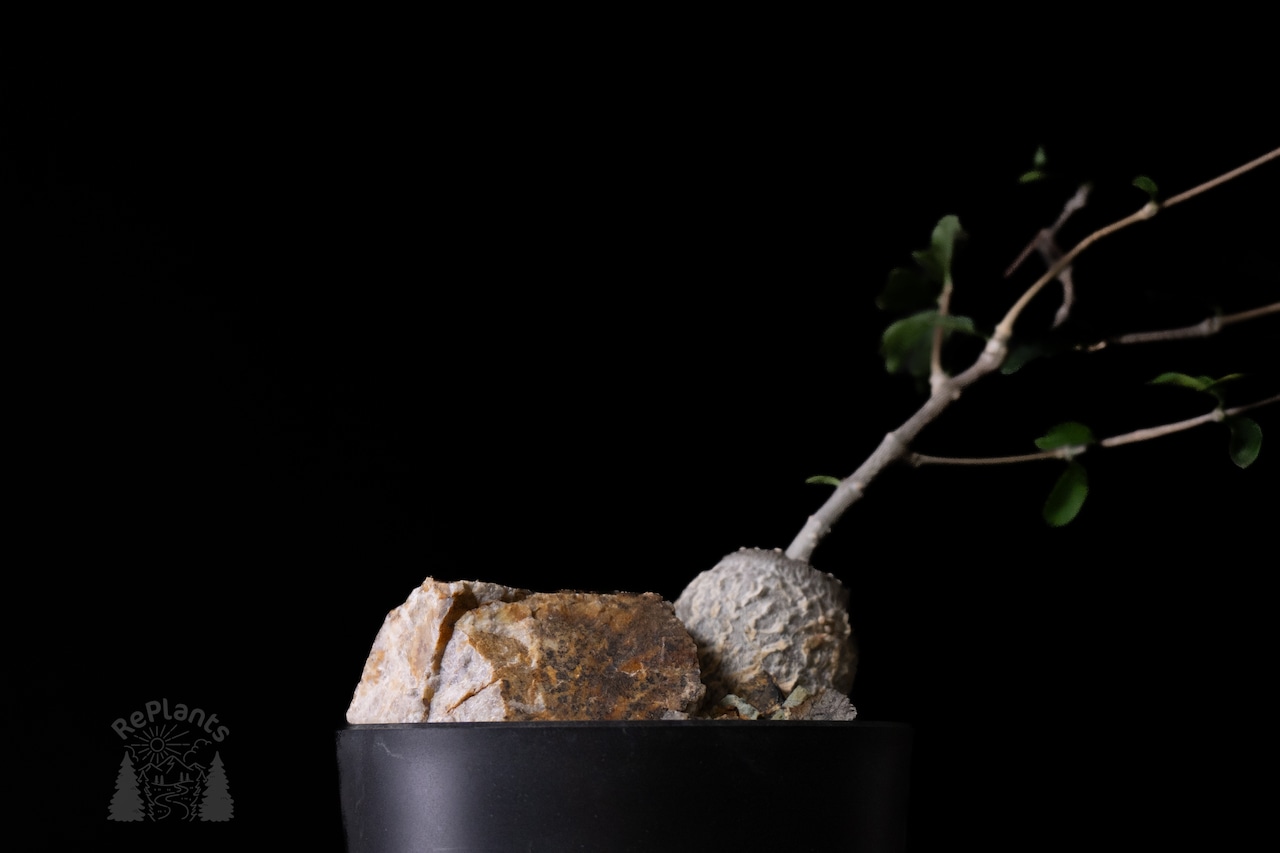 Habitat Style Fockea edulis