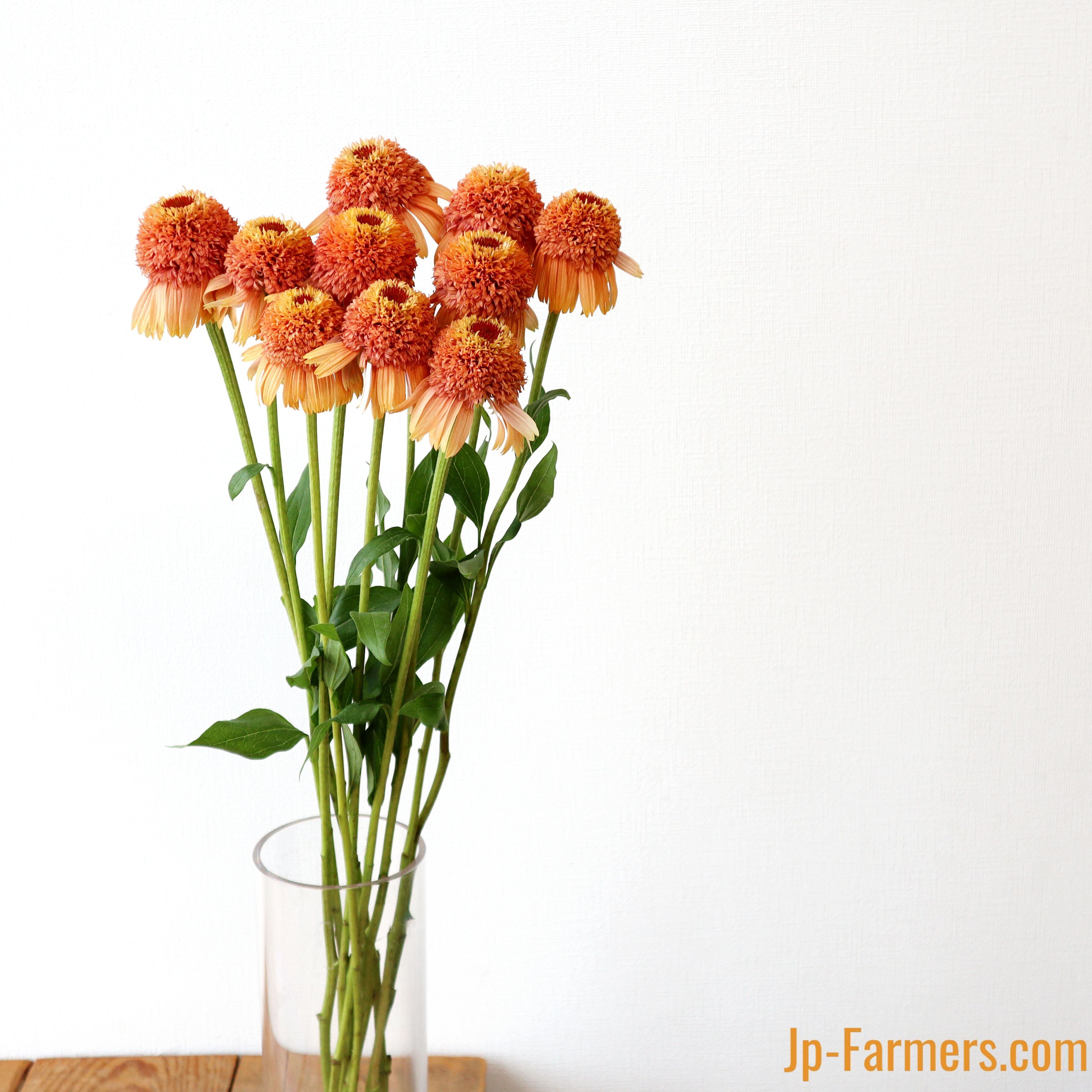 ラスト！エキナセア シュープリームカンタロープ⚠️札は付きません フラワースピリット エキナセア シュープリームカンタロープ | 新鮮