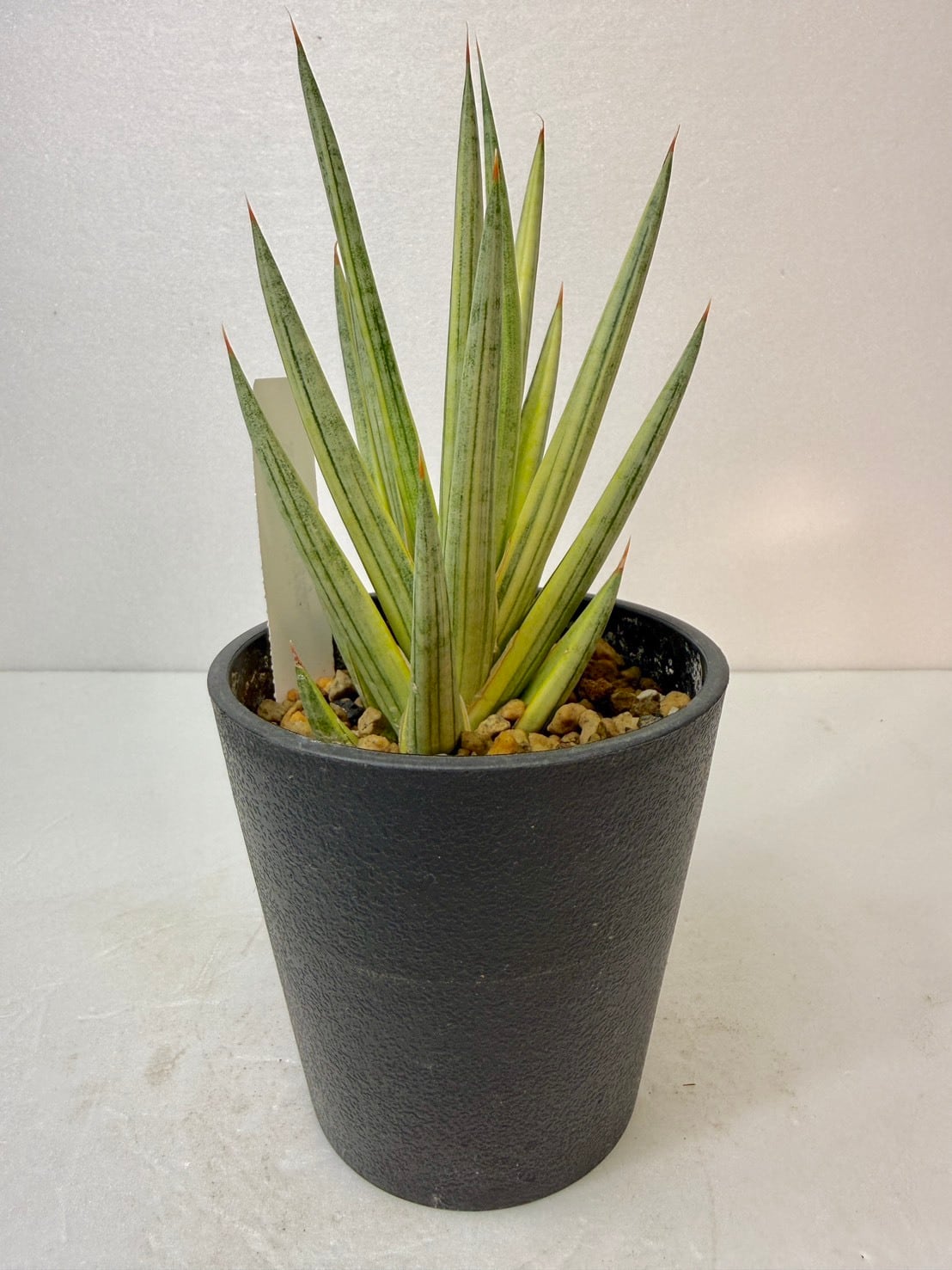 サンセベリア・インディ 2.5号 | 観葉植物と雑貨のお店 VIVAGREEN