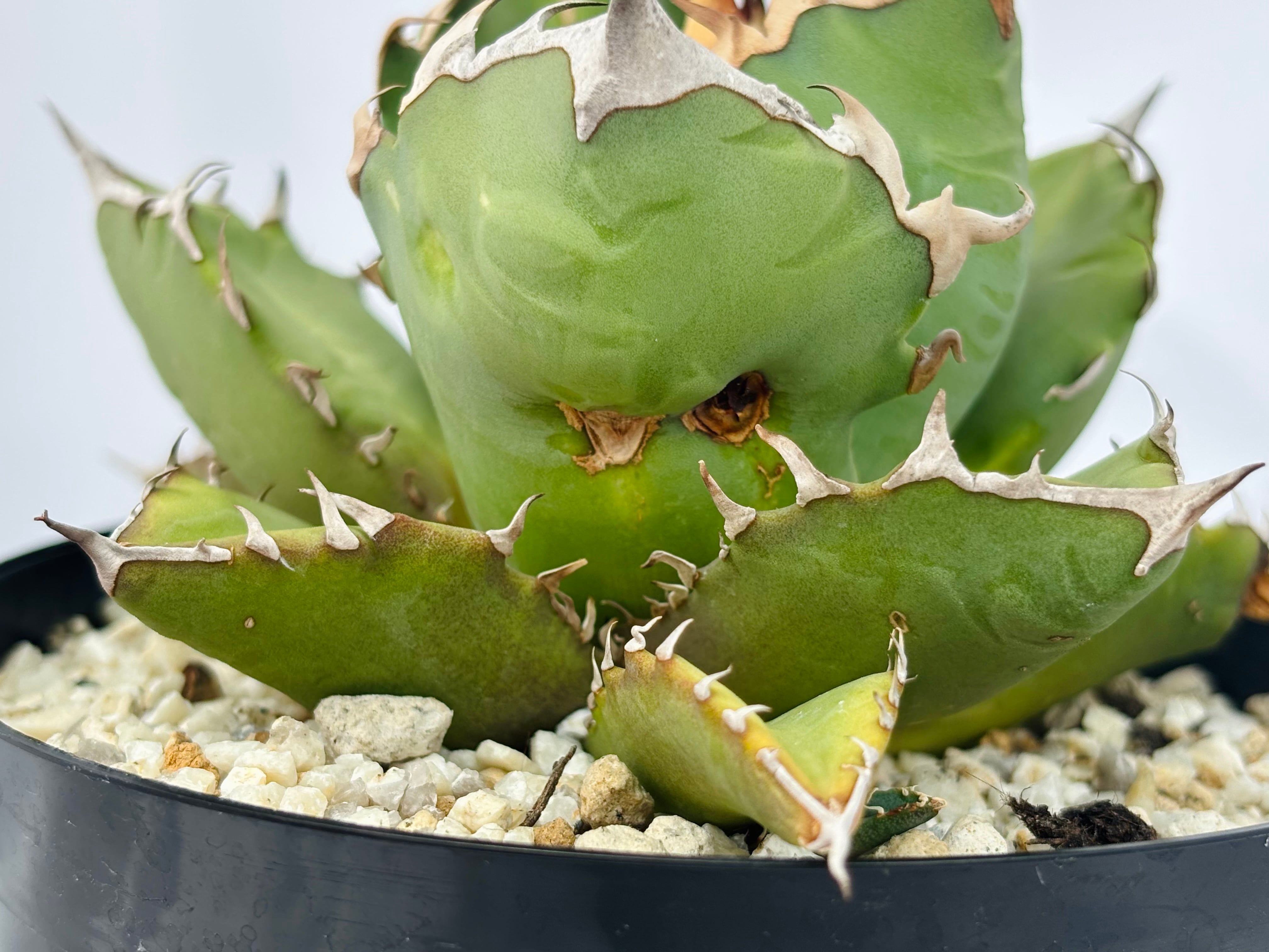 Agave titanota アガベ チタノタ 姫厳竜 多肉植物 | plants MARU