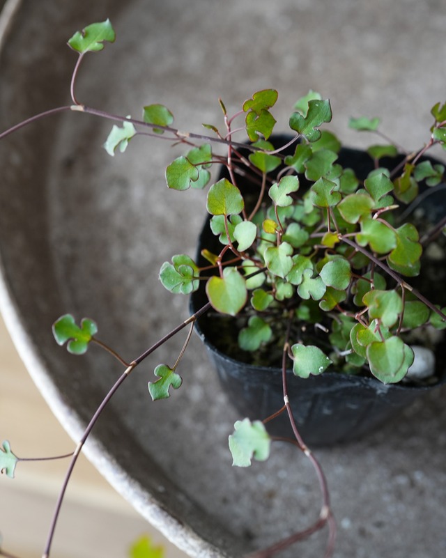 ワイヤープランツ　ワイヤースペード　３号