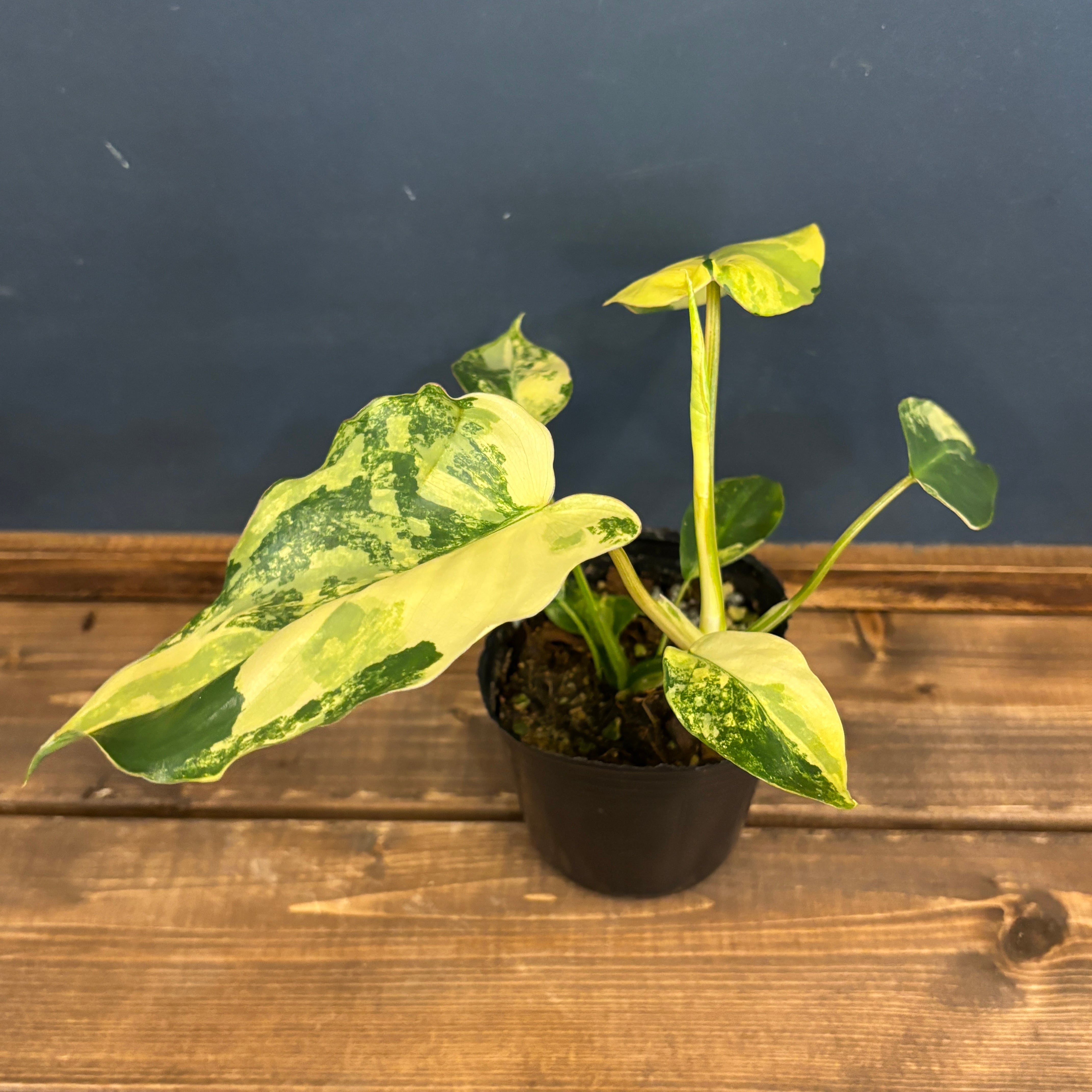 フィロデンドロン セローム ド鮮明斑入り(Philodendron selloum