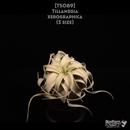 【送料無料】xerographica S〔エアプランツ〕現品発送T5089