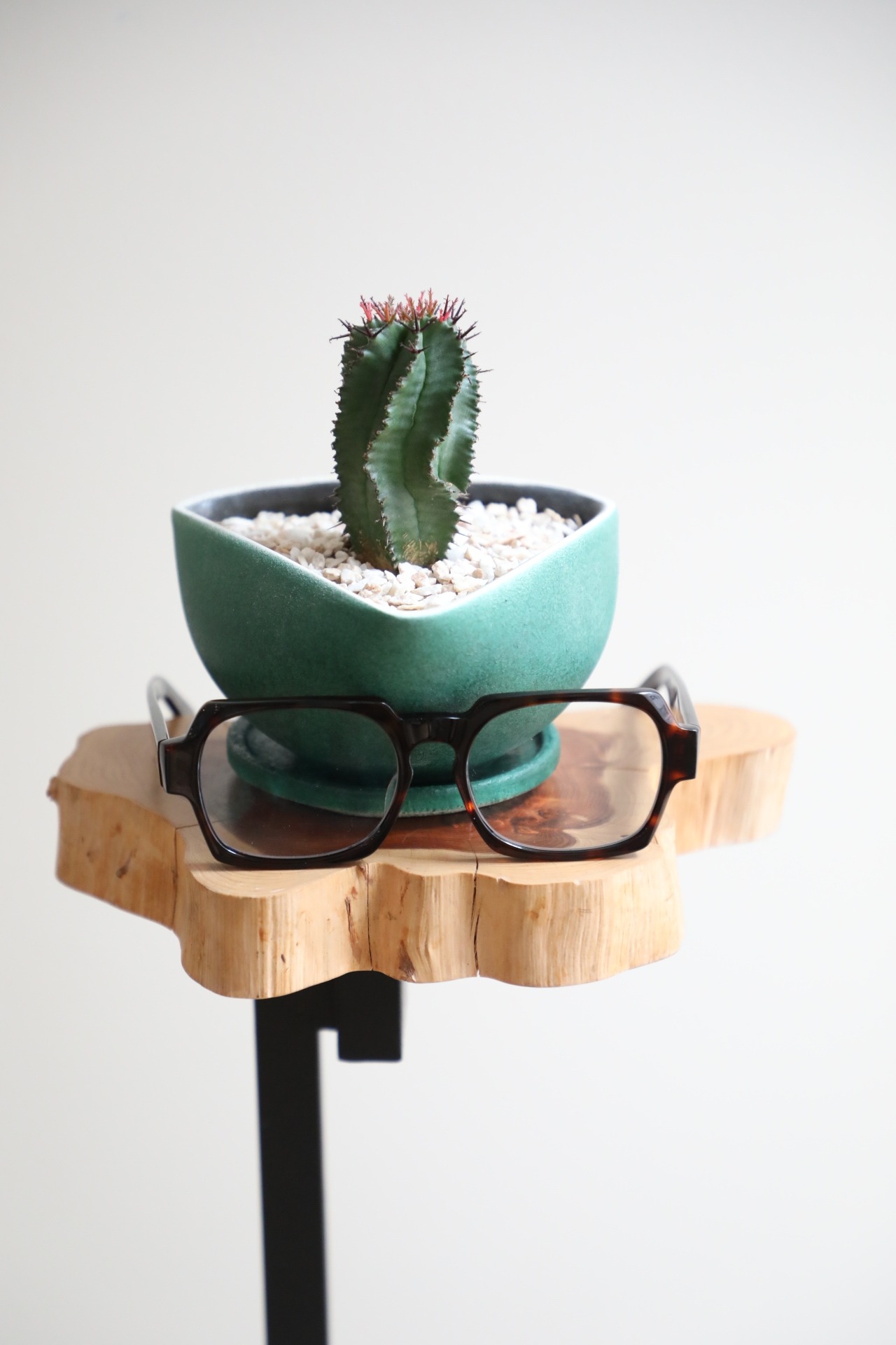 【M】ユーフォルビア ポリゴナ/Euphorbia 　※陶器鉢付き