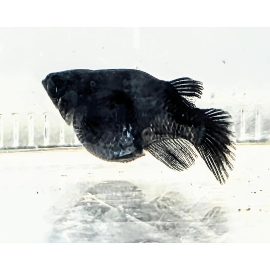 ブラックダイヤダルマ 若魚2匹1ペア メダカの飼い方 室内・屋外