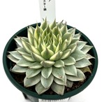 エケベリア シルバースター錦【899】