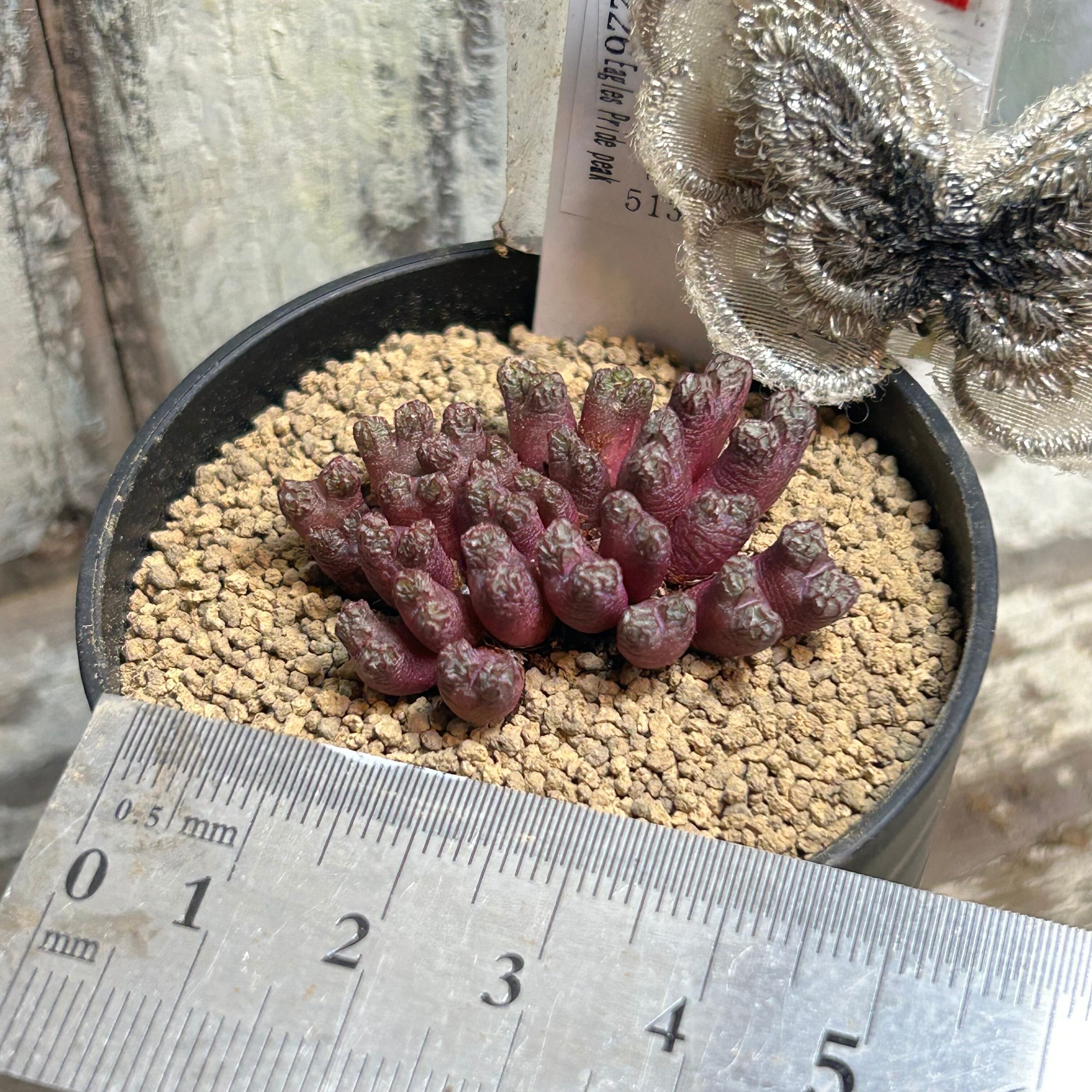 T)コノフィツム ルックホッフィー | RuPo 多肉植物専門店