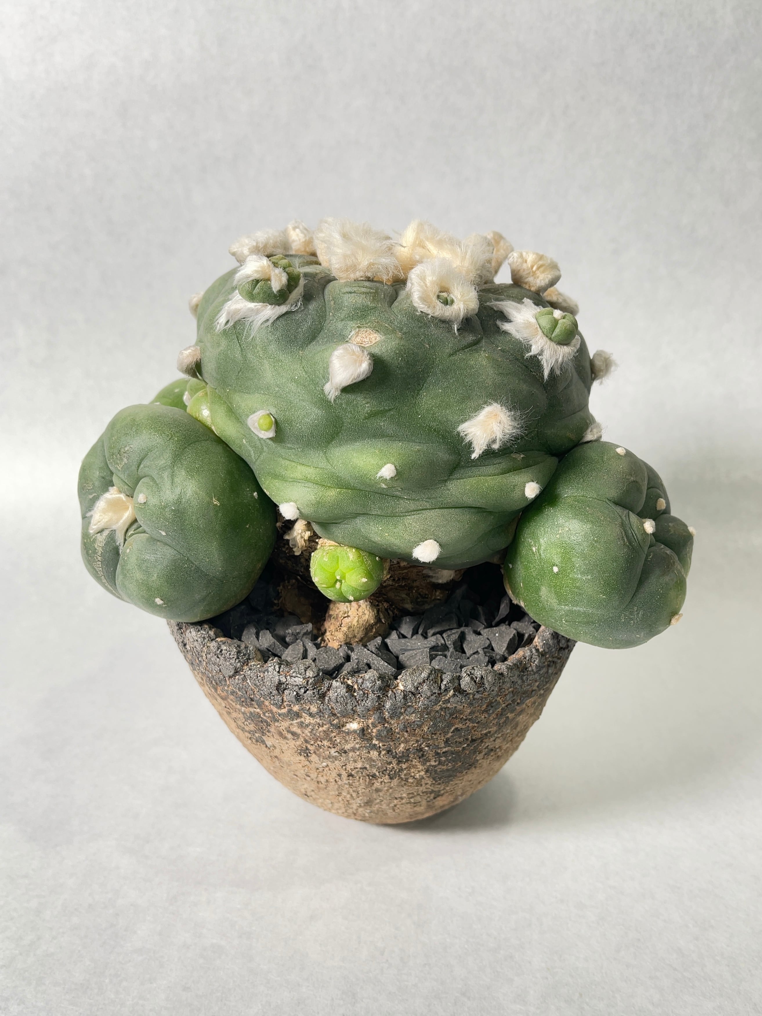 サボテン　ロホホラ　2株 とげなしサボテン ロホホラ | RuPo 多肉植物専門店