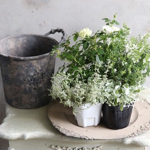 花苗セット：秋冬に楽しむ寄せ植え｜届いてすぐ植えれる　グリーンアイスとシルバータイムの寄せ植え