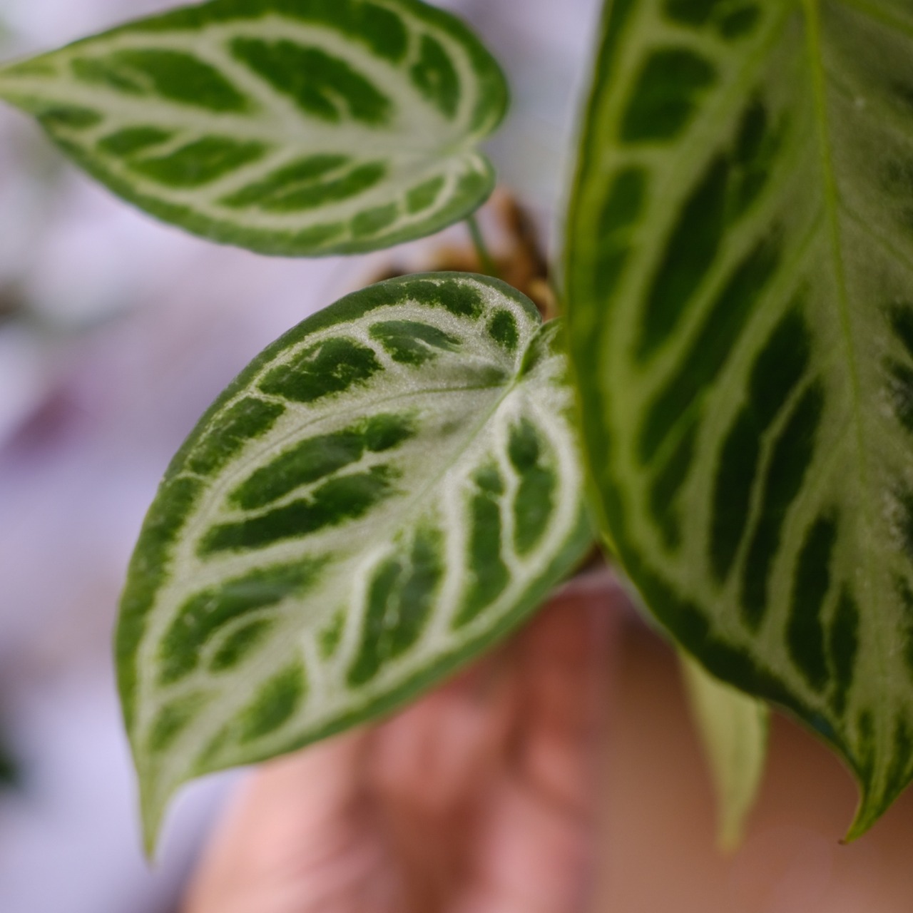 アンスリウム ドラヤキ × シルバーブラッシュ / Anthurium Dorayaki × Anthurium Silver brush⑫/ 観葉植物<育て方・花言葉>