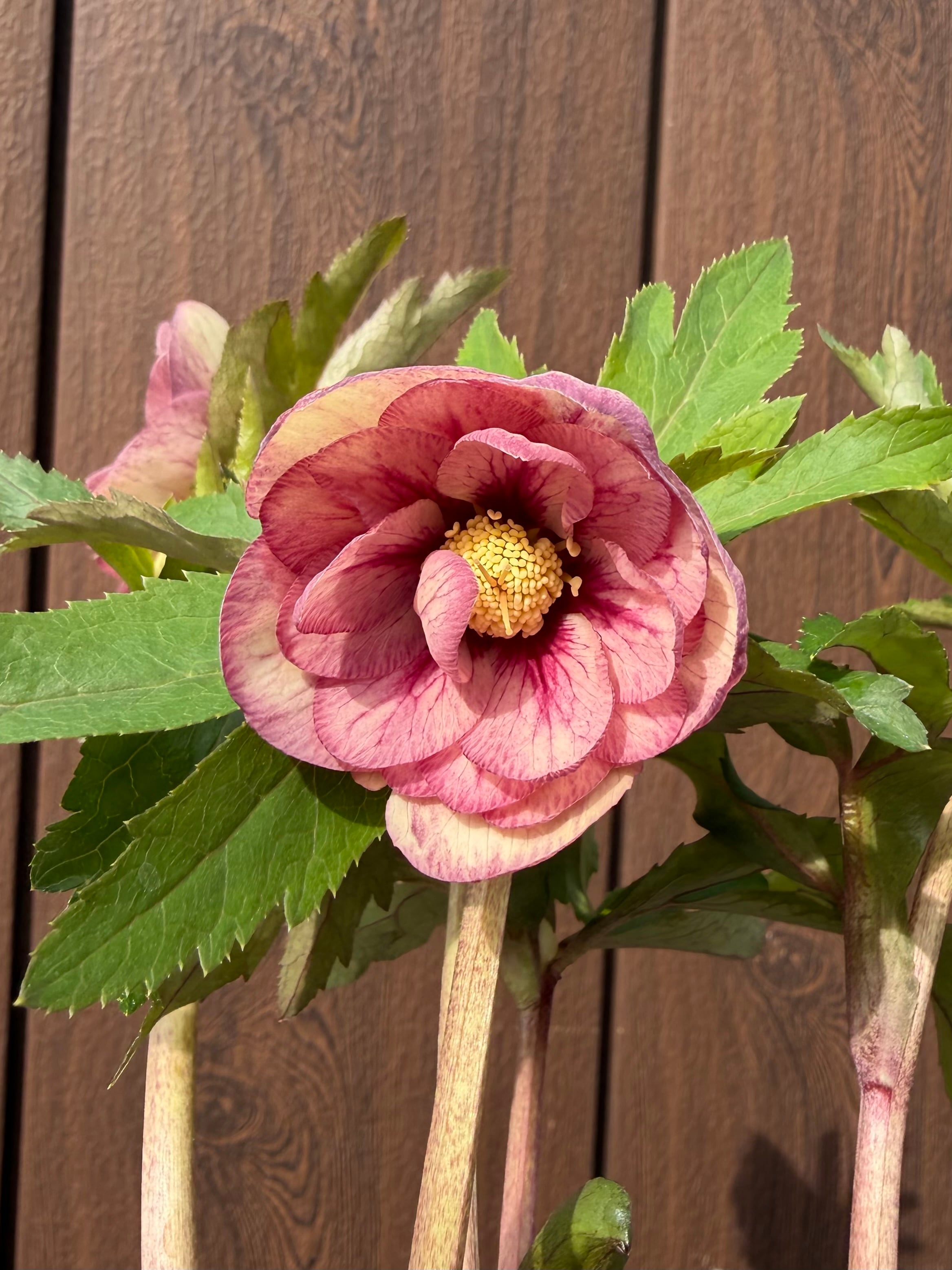 プリマ系ピンクグラデーション 加藤農園 クリスマスローズ【Ka03】送料