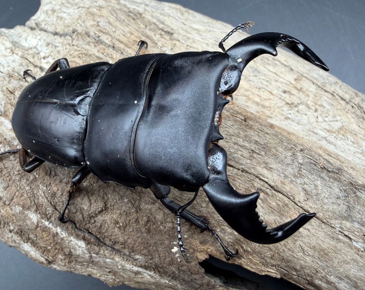 【WD】《ダイオウヒラタ アルゴプーロ産 80mm ペア》