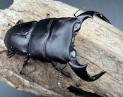 【WD】《ダイオウヒラタ アルゴプーロ産 80mm ペア》