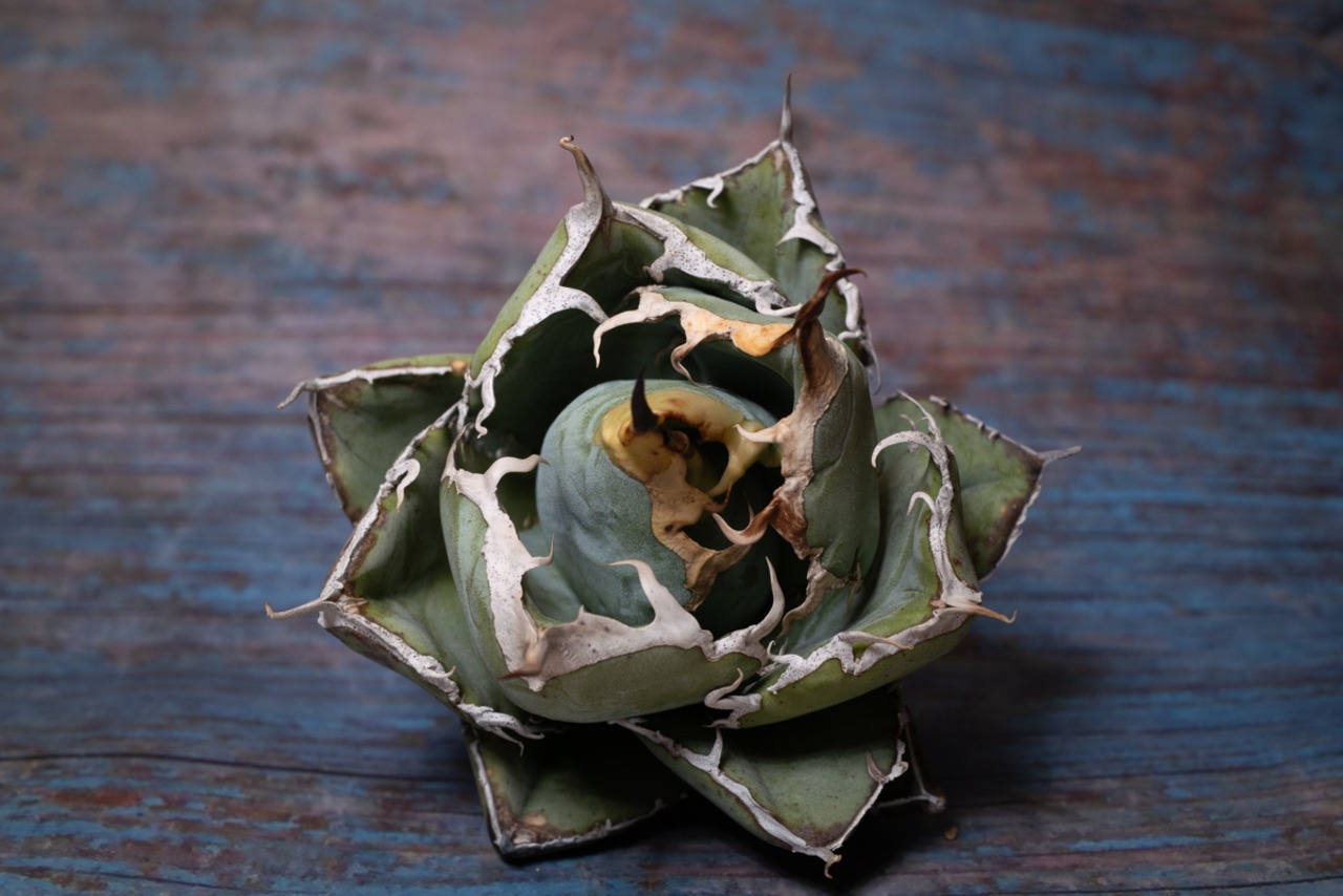 アガベ チタノタ 白鯨① 画像1