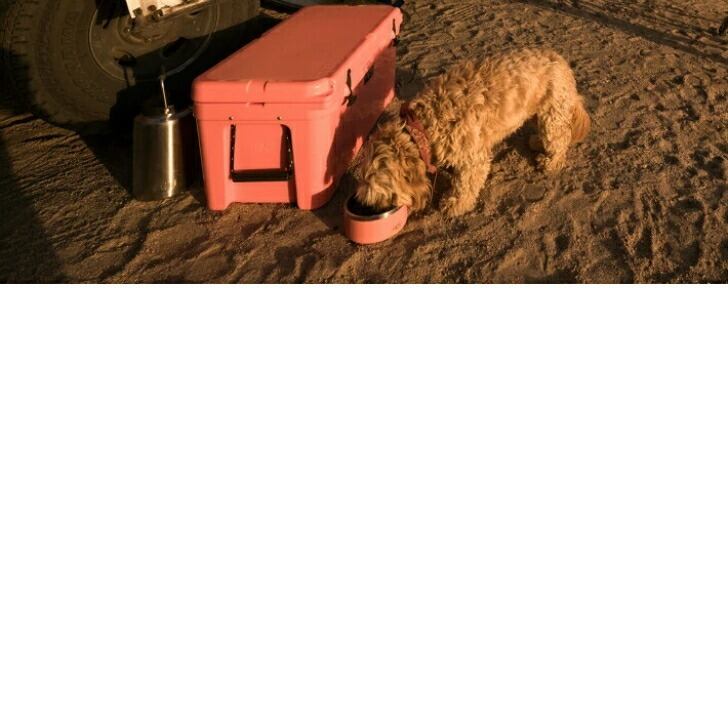 Yeti イエティブーマー 4 ドッグボウル 犬用食器 日本未発売 2つセット