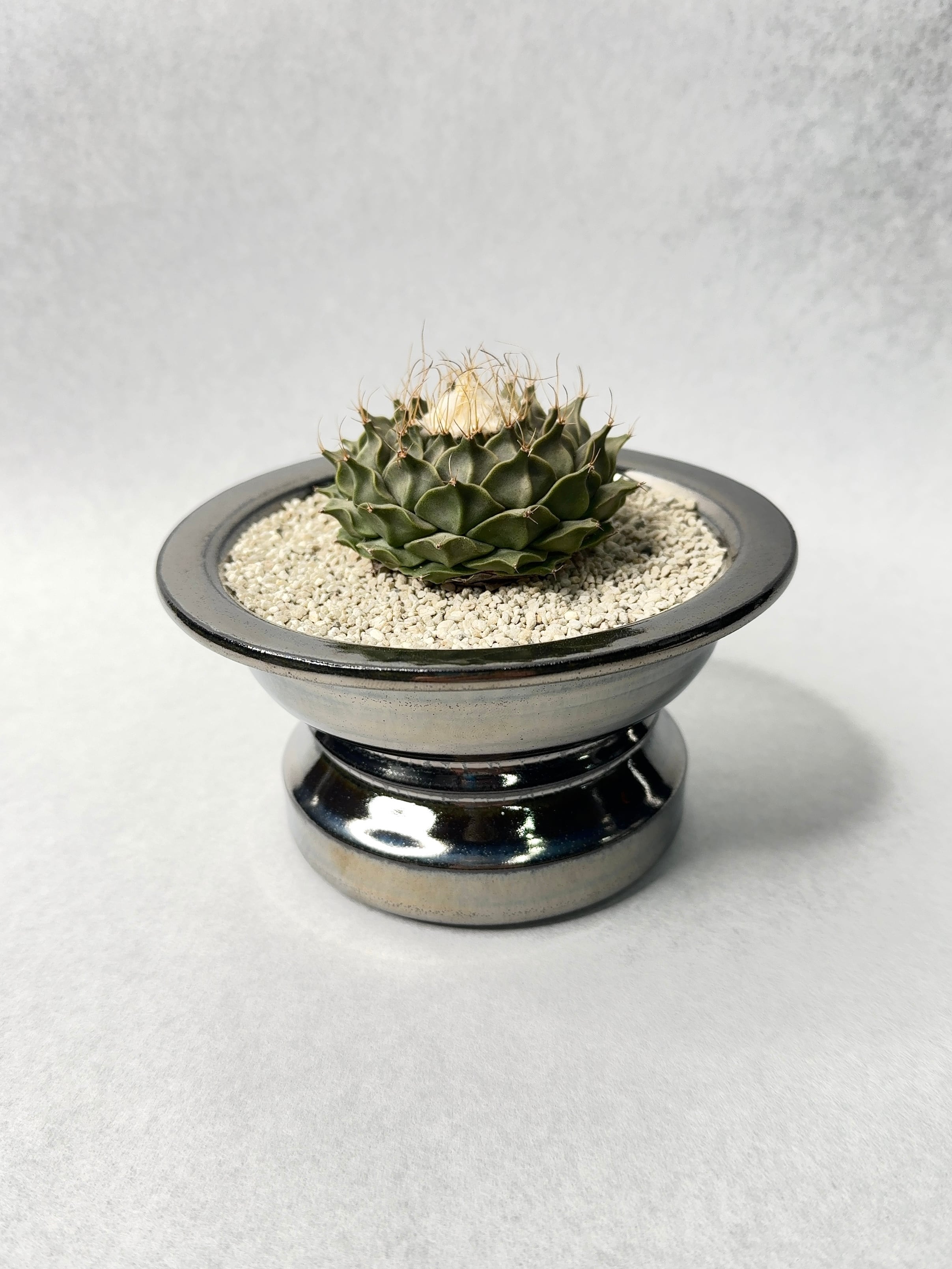 アストロフィツム・瑠璃兜錦 | trigger