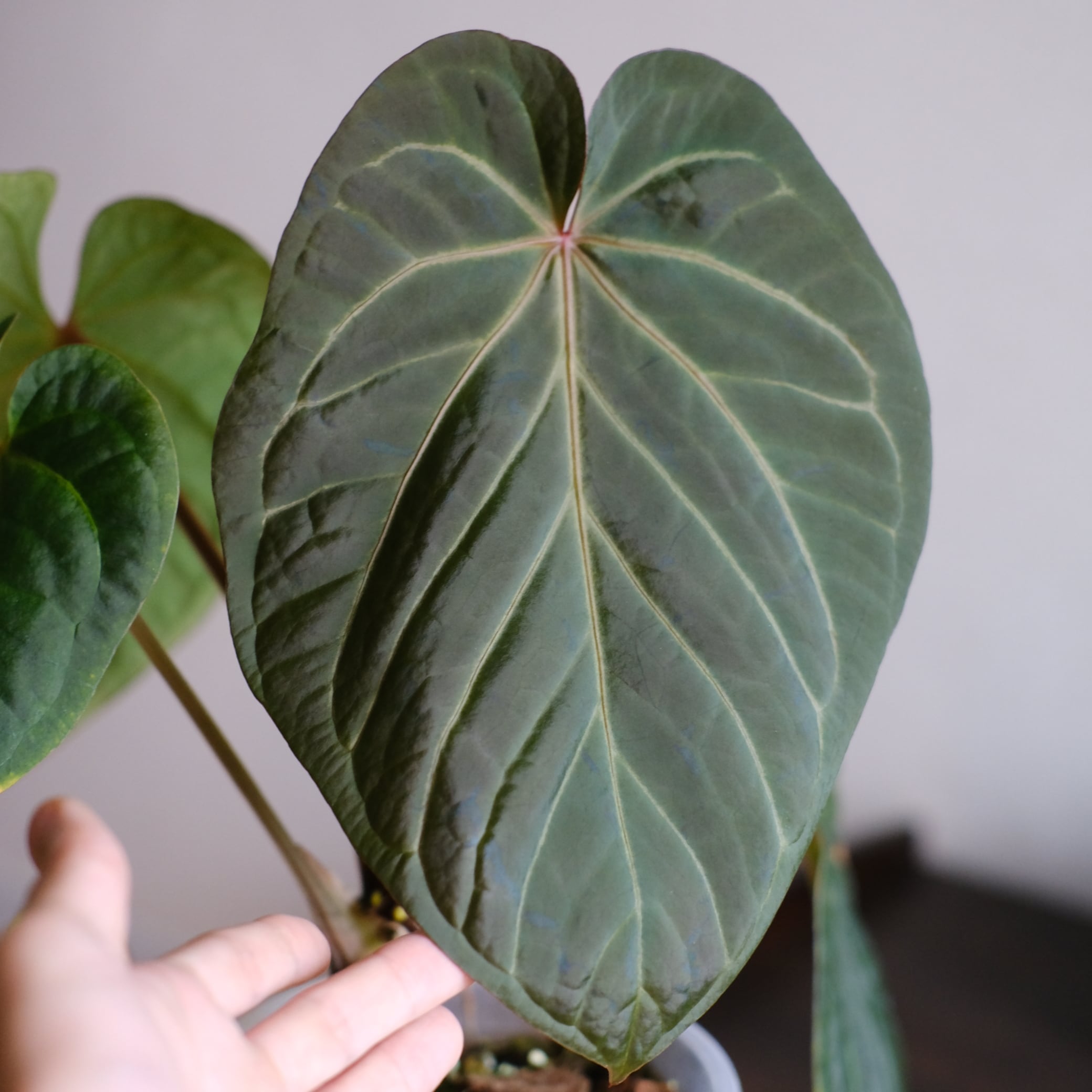 Anthurium kunayalensis × Anthurium Zara 'Michelle'｜アンスリウム