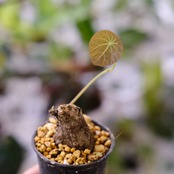 Stephania kaweesakii / ステファニア カウィーサキー㉙/ 観葉植物