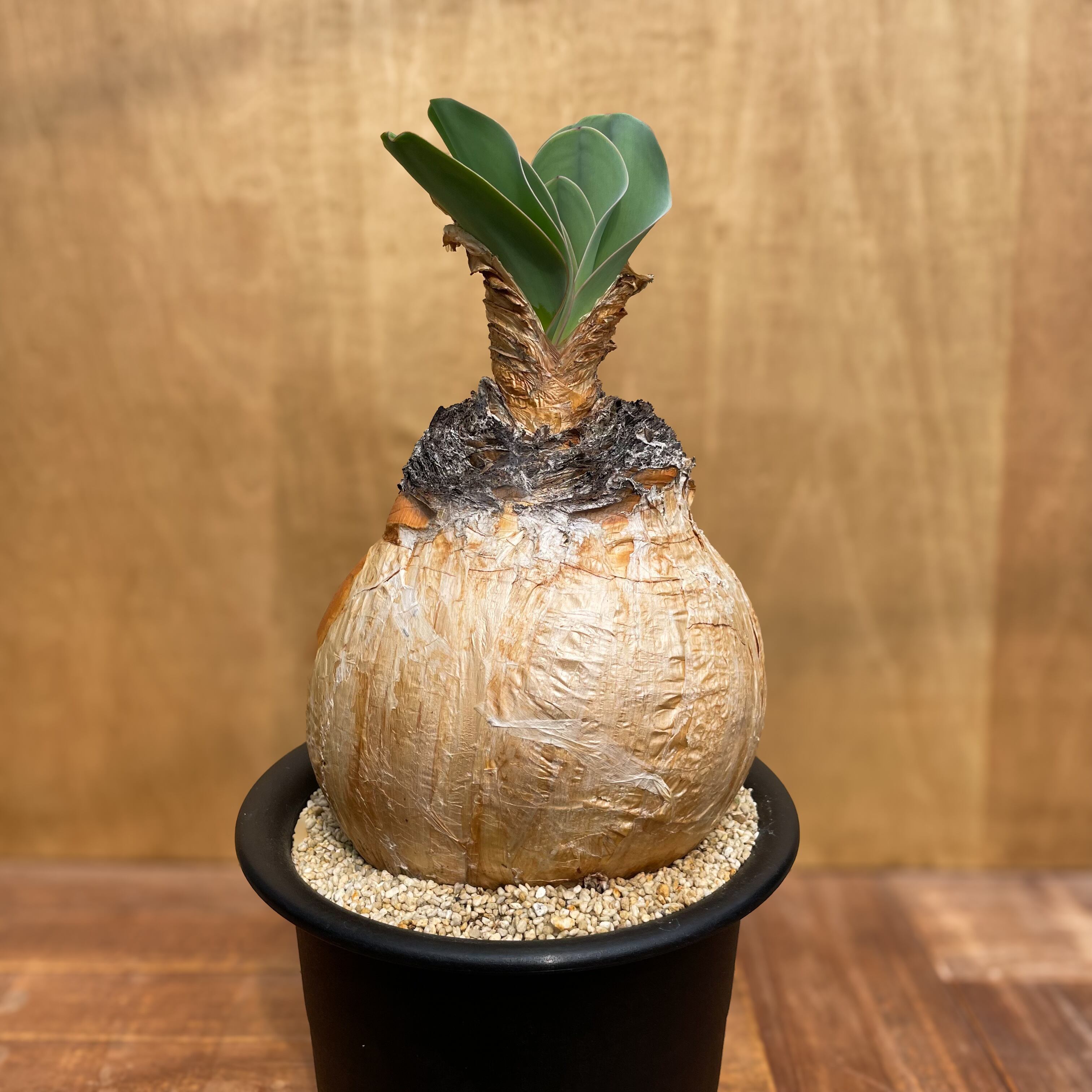 ブーファン ハエマンソイデス 発根管理中 へぇ 