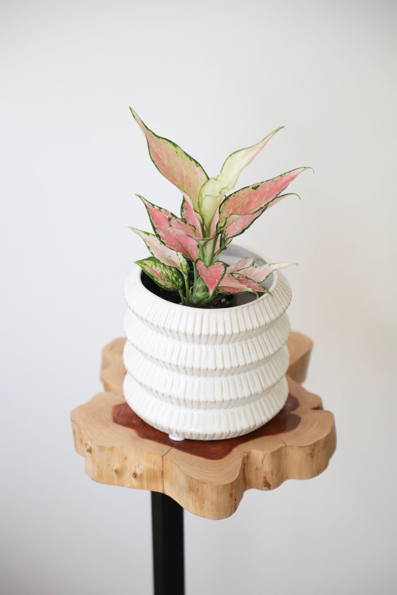 アグラオネマ ロッソ/Aglaonema Rosso ※陶器鉢カバー付き | 【厳選植物