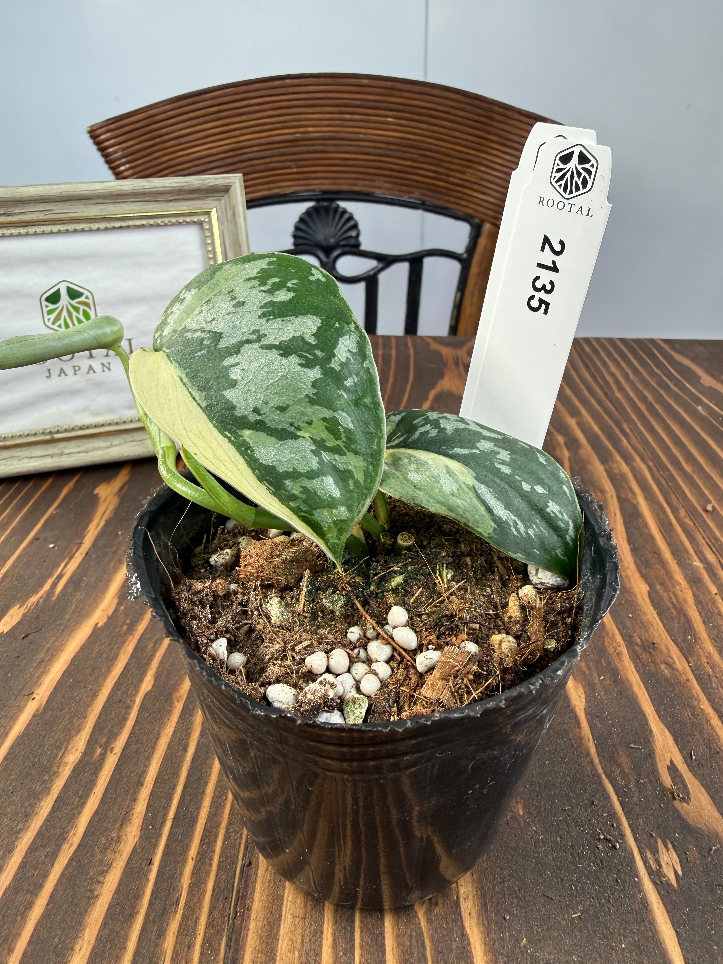 スキンダプサス | ROOTALPLANTS