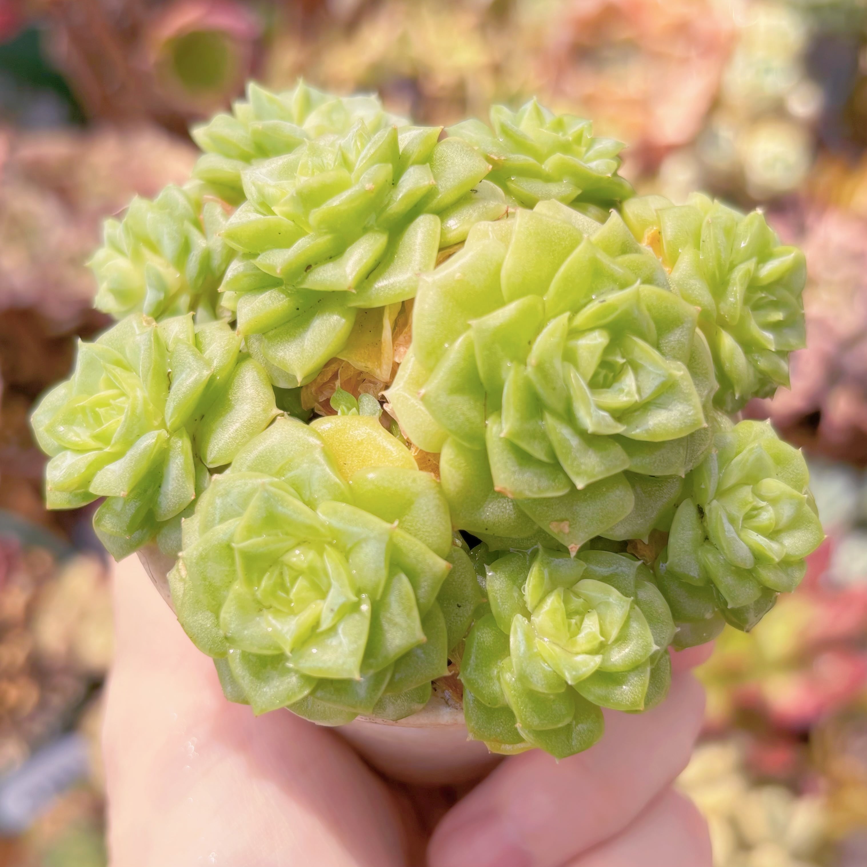 多肉植物 ホワイトスワン 群生 新入荷 るる農園 | るる農園~多肉植物専門
