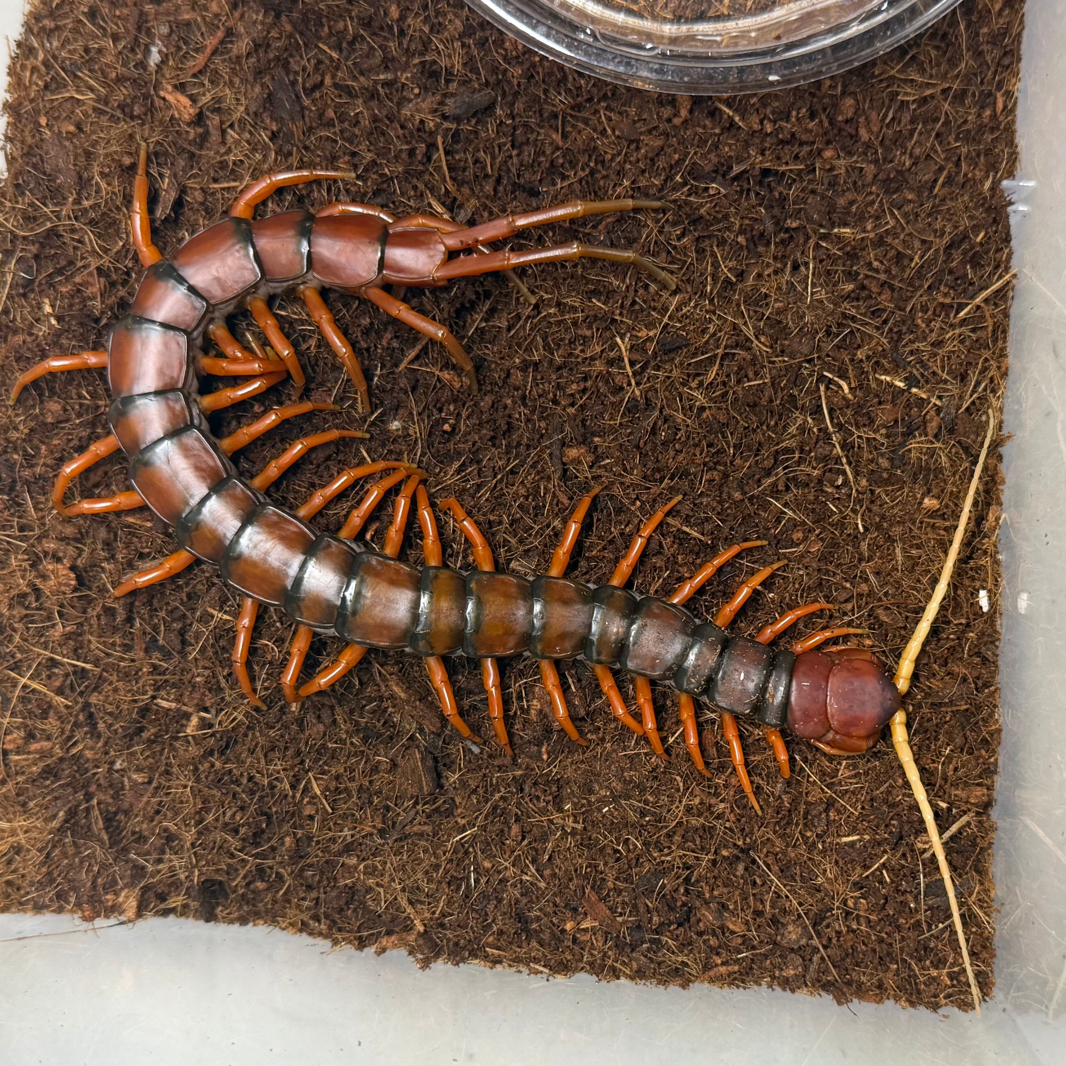 ムカデ | 昆虫ショップ BUG FOREST 【カブト、クワガタ、ダンゴムシ