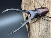 《メタリフェルホソアカ亜種フィナエ パープル系 75.5mm ペア》