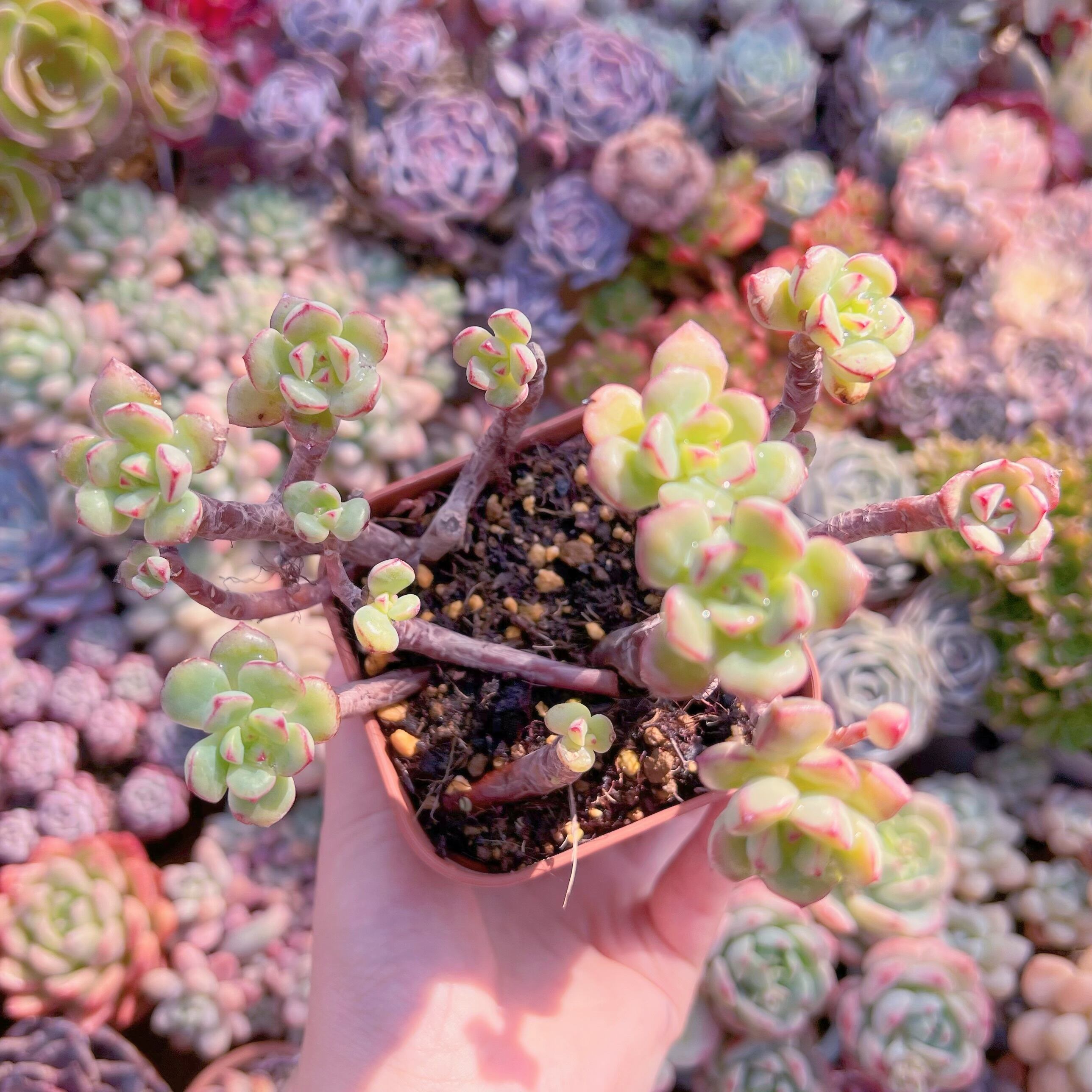 現品　スピア#207　古株　群生　るる農園