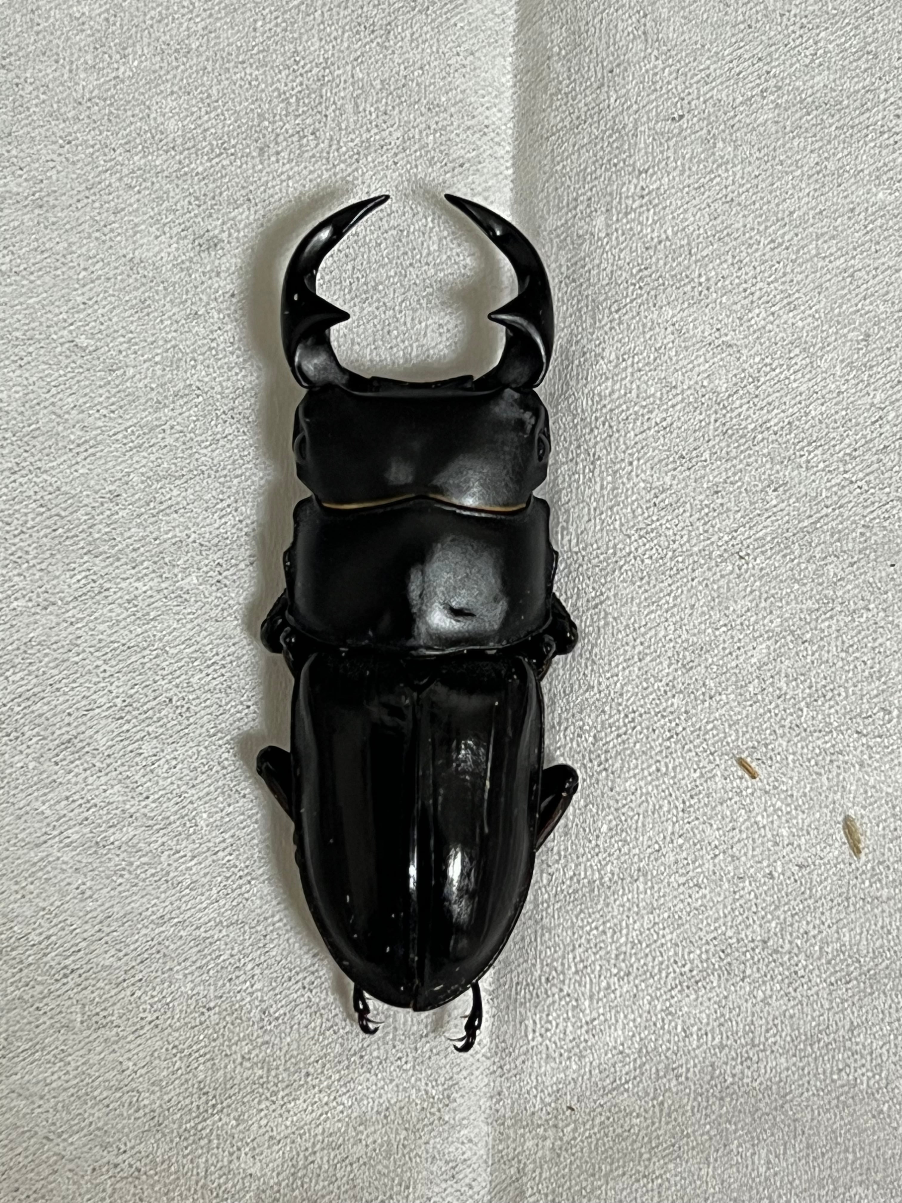 5】♂76mm国産オオクワガタ能勢YG血統 単品 大阪府能勢町産 | PAY ID