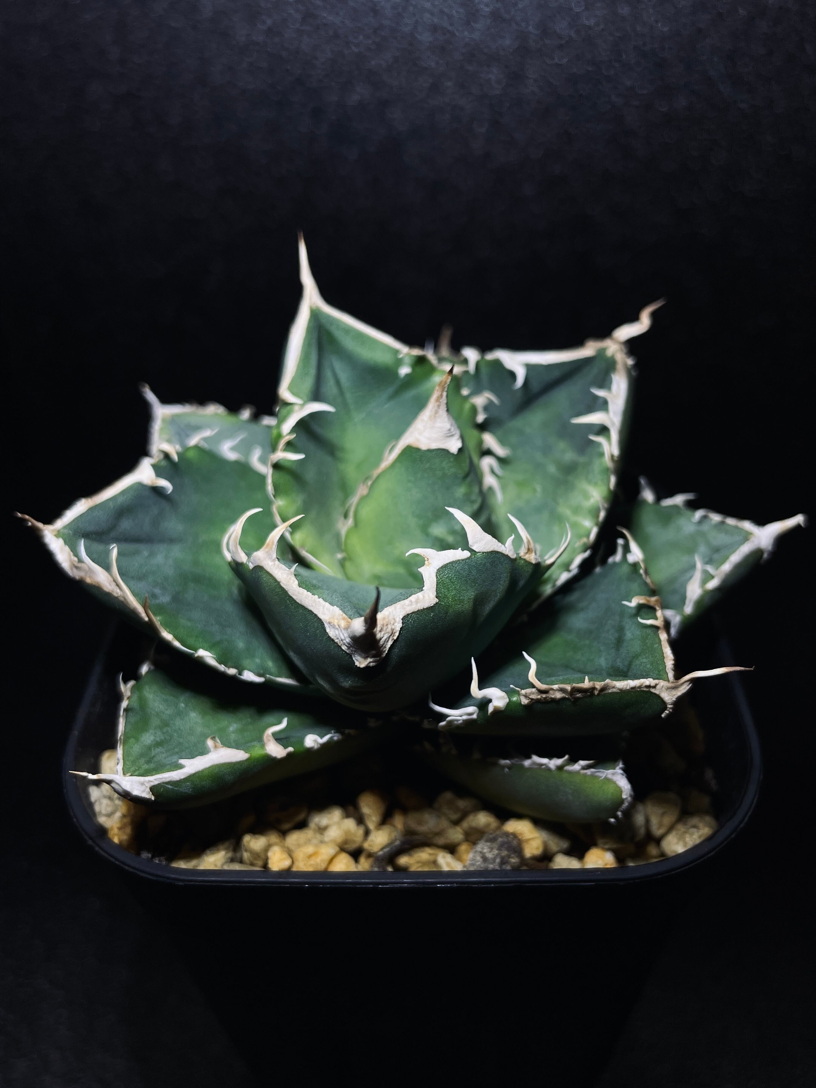 多肉植物　アガベ チタノタ ハデス コレクション株　特選　台湾株 ドラゴンアガベ 多肉植物 アガベ チタノタ ハデス コレクション株 特選 台湾株