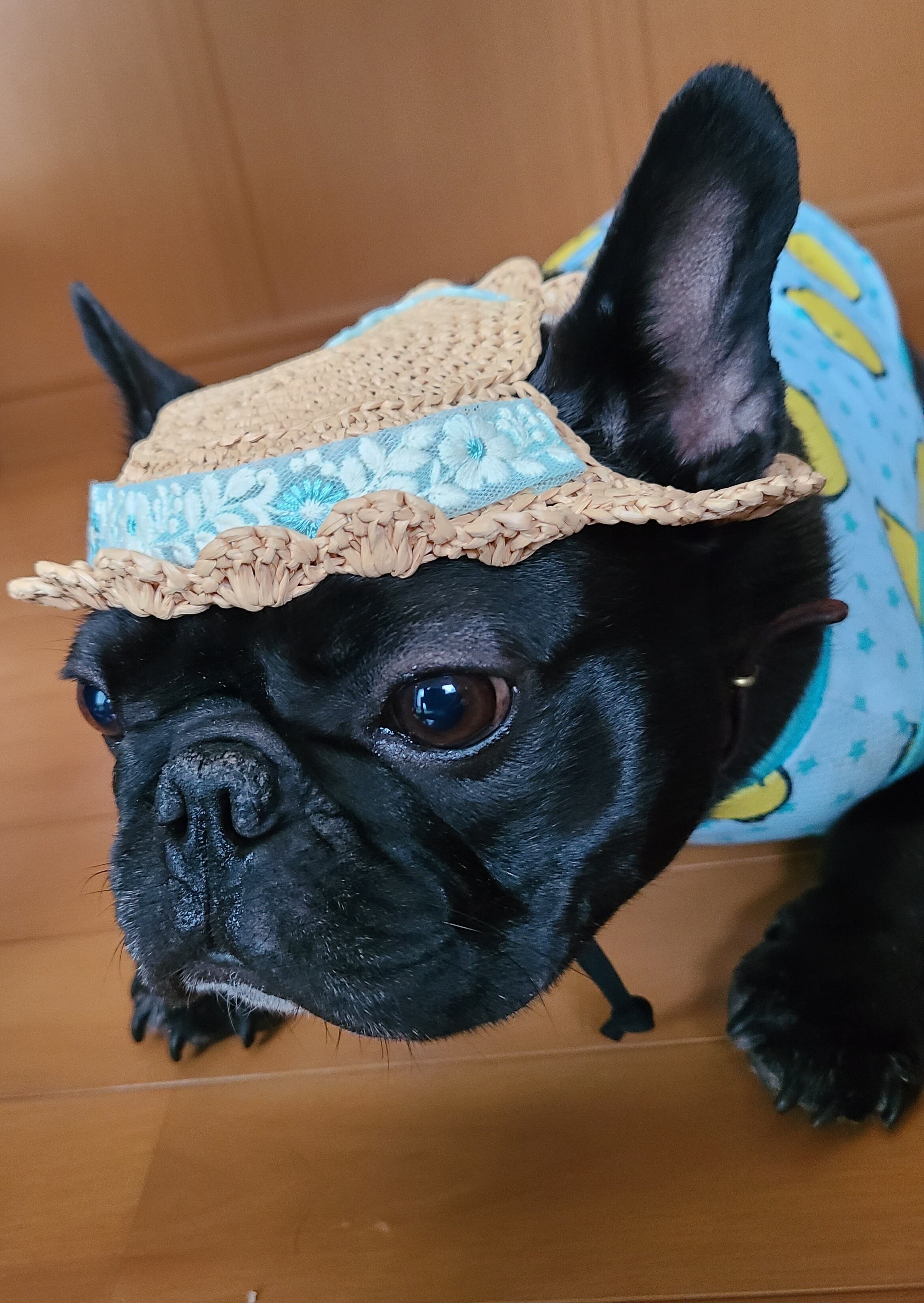 耳が出る麦わら帽子(犬用)『ナチュラル』 | PAY ID