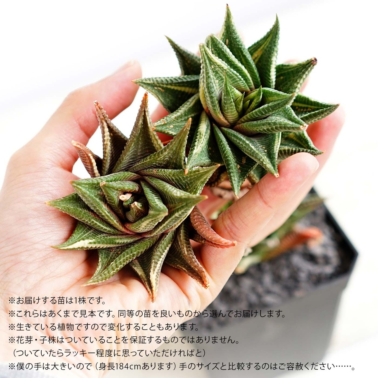 抜き苗 瑠璃殿錦 Haworthia limifolia f.variegata